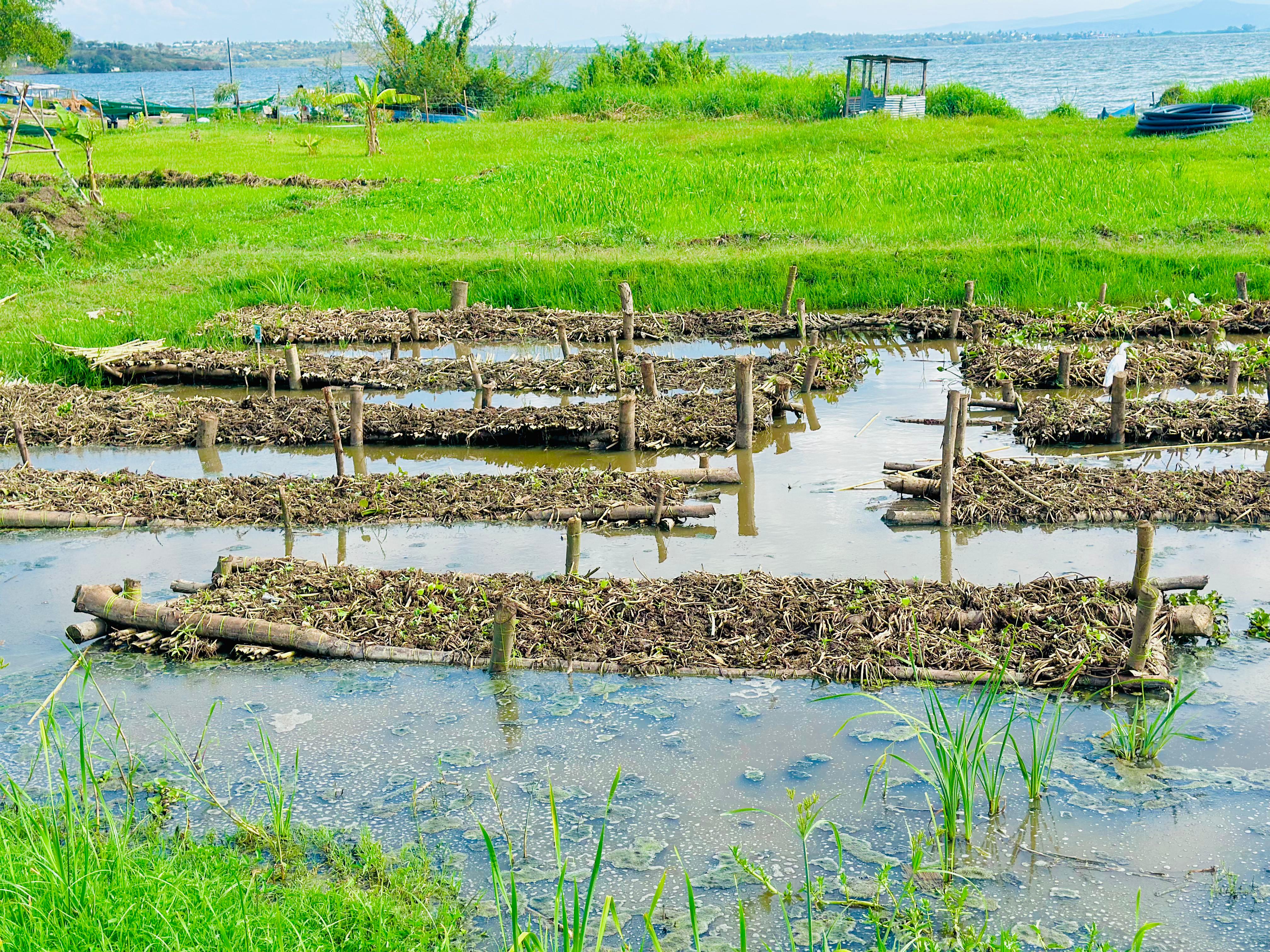Pond floating gardens